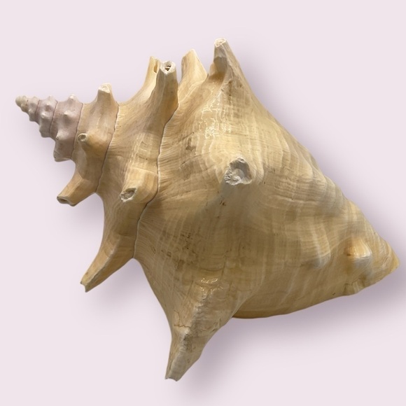 Extra Large Queen Conch Shell - Picture 2 of 5